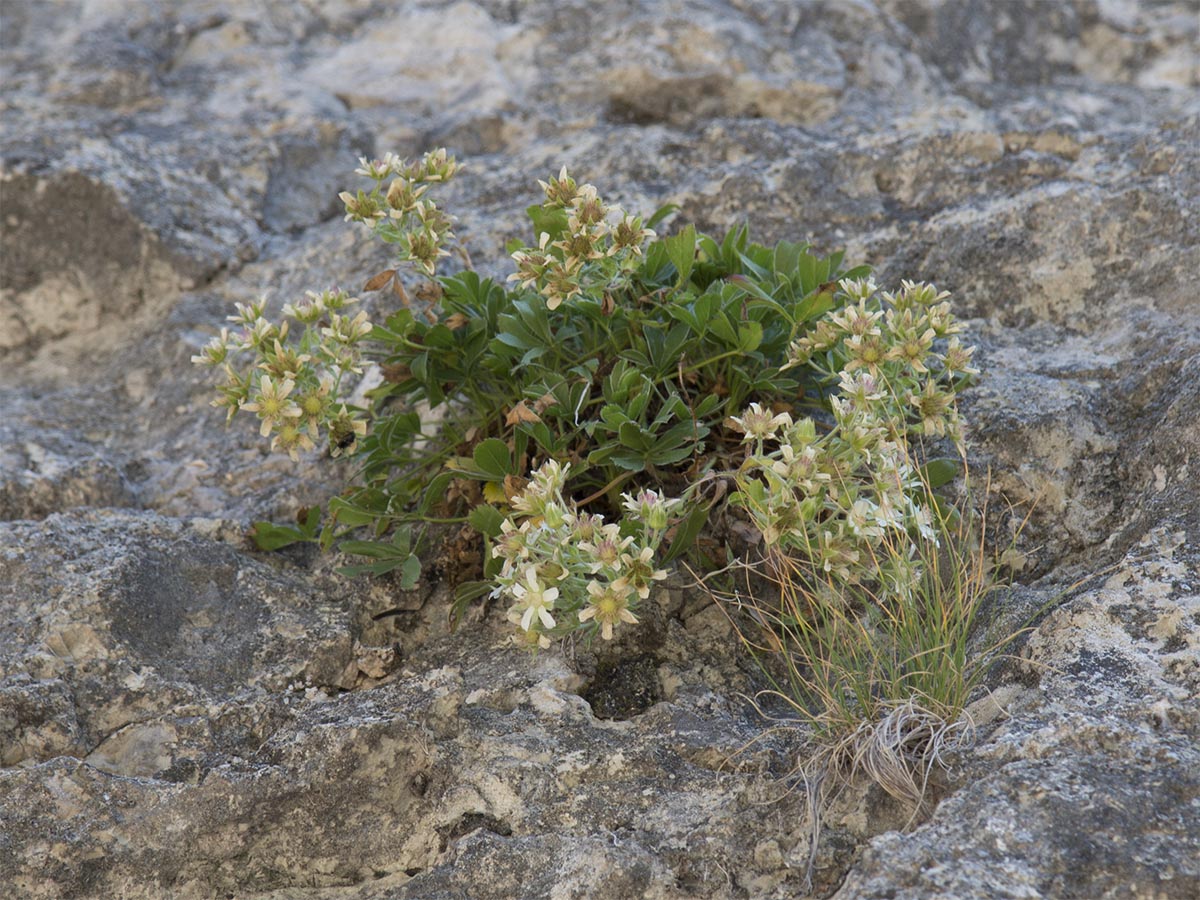 Potentilla caulescens